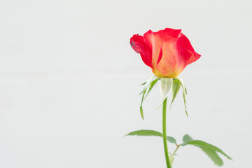 Red rose flower isolated