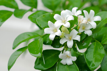 Raindrops on beautiful white orange jasmine(Murraya paniculata) flowers