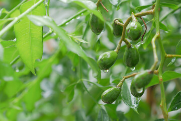 Otatheite apple and leaves after raindrops