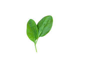 Fototapeta na wymiar two spinach leaves isolated on white background