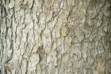 Obraz premium Bark from a large tree to use as a background