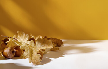 Close up of acorns and dry yellow oak leaves against yellow wall with shadows of branches on white...