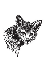 Vector portrait of sly fox on white isolated,graphical drawing