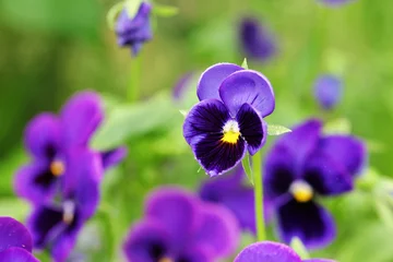 Foto op Plexiglas Closeup of colorful pansy flower in the garden. Selective focus. © fieryphoenix