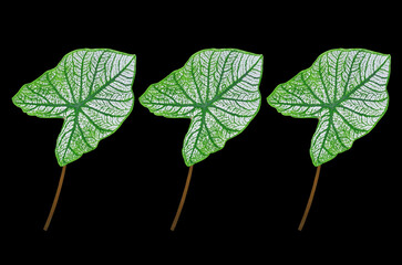 Top view three caladium leaf ( Angel Wing Caladium) white green striped colour isolated on black...