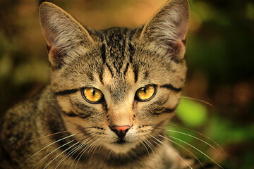 Naklejka na ściany i meble Angry gray striped yellow-eyed cat