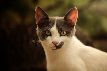 Gray and white cat summer photo 