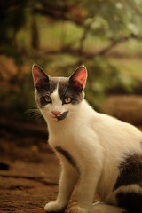 Gray and white cat summer photo 