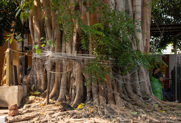A ritual with a white thread around peepal(sacred) tree in the Shivalay