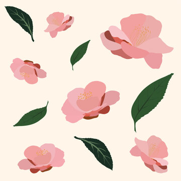Hand drawn pink camellia, rose flowers and green leaves vector isolated on cream background.