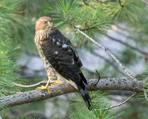 A young Cooper's Hawk stares from a perch