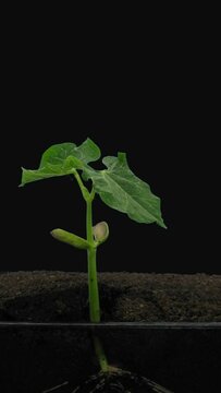 Time lapse of growing bean Wawelska (Vicia faba) seed with ALPHA transparency channel isolated on black background, vertical orientation