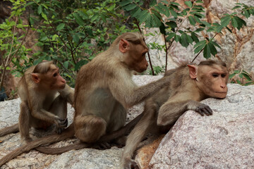 three monkeys cleaning the bugs from hair