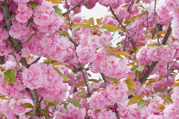 blooming tree with pink sakura flowers close up. Spring flowering Japanese cherry