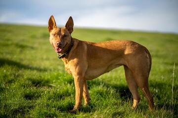 portrait of a working kelpie dog on a farm in australia