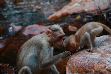 A Monkey Mom allowing kid to drink water at a waterfall