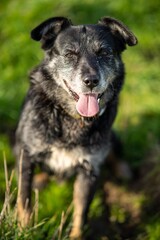 portrait of a working kelpie dog on a farm in australia