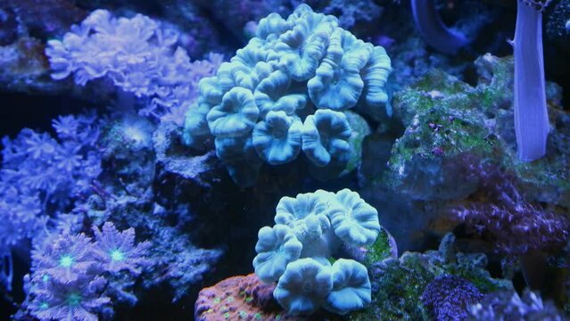 trumpet coral colony, organism frags move in powerful circular current of nano reef marine aquarium, popular, demanding species pet in beautiful live rock ecosystem, healthy in actinic LED blue light