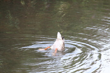 Fototapeta premium A mallard duck hunting and fishing for food in a canal. The bird was dipping his head and bringing out prey before eating it is its beak.