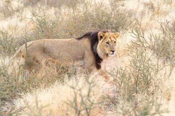Big male Kalahari lion with black mane, Panthera leo vernayi, walking in Kalahari desert, Kgalagadi...