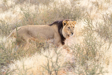 Big male Kalahari lion with black mane, Panthera leo vernayi, walking in Kalahari desert, Kgalagadi transfrontier park, South Africa