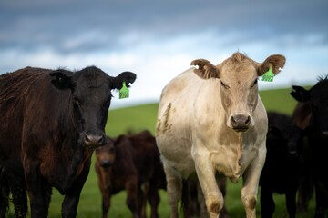 livestock in a meadow, sustainable carbon neutral farming being practiced. regenerative raised cows in a field. agricultural technology innovation. 