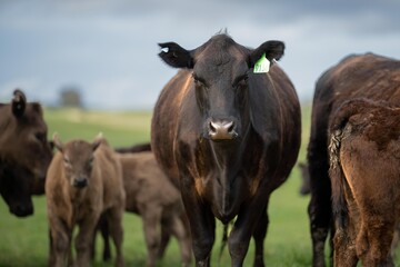 Obraz na płótnie Canvas Wagyu stud beef bulls being produced on a farm in Australia. Angus Cows and cattle on a ranch in nsw New Zealand.