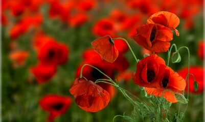 Beautiful field of red poppies, The Beautiful nature