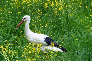 Weissstorch, Storch, Ciconia ciconia