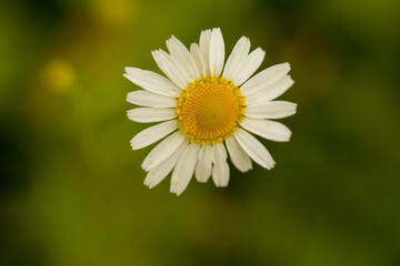 Fototapeta premium Chamomile, Genus of perennial flowering plants of the Asteraceae family. Flower in nature
