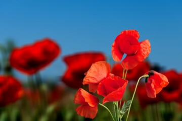 Beautiful field of red poppies, The Beautiful nature