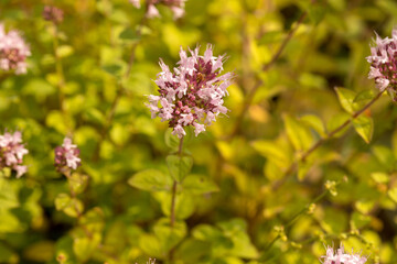 hosta, Genus of perennial herbaceous plants of the Asparagus family. Flower in nature