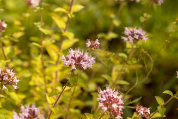 hosta, Genus of perennial herbaceous plants of the Asparagus family. Flower in nature