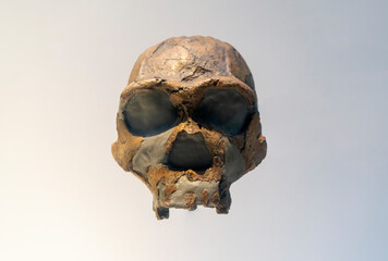 Skull remains of primitive humans in ancient times
