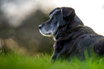 Working Kelpies Dogs and farm dogs