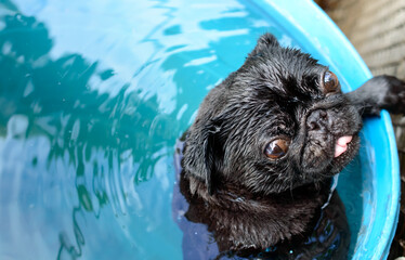 Cute little black pug in a huge, plastic, blue barrel cooling down his body . Wet dog. Water drips....