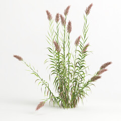 3d illustration of arundo donax grass isolated on white background