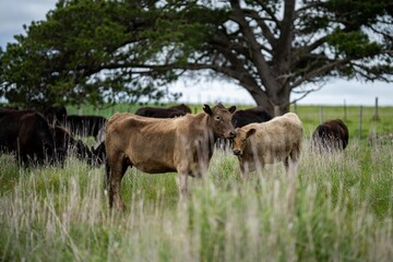 Regenerative agriculture cows in the field, grazing on grass and pasture in Australia, on a farming ranch. Cattle eating hay and silage. breeds include speckle park, Murray grey, angus, wagyu, dairy.