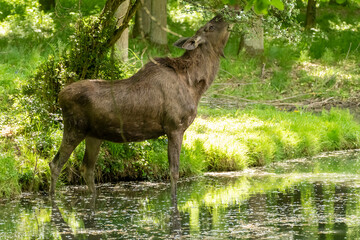 Elch, Alces alces