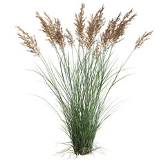 3d illustration of Calamagrostis canadensis grass isolated on white background