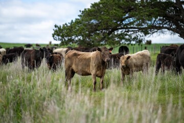 dairy cows grazing in an agricultural field. sustainable agriculture practiced with regenerative and organic food production methods