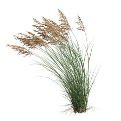 3d illustration of Calamagrostis canadensis grass isolated on white background