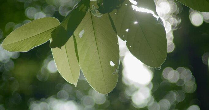 Background footage bokeh with leaves sway in the foreground due to the wind and beautiful flares through the leaves in the park.