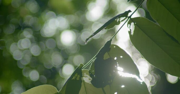 Background footage bokeh with leaves sway in the foreground due to the wind and beautiful flares through the leaves in the park.