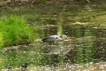 Graureiher, Ardea cinerea