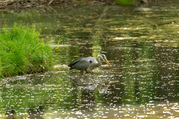 Graureiher, Ardea cinerea
