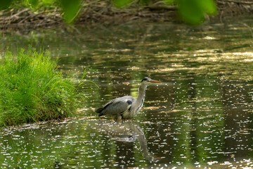 Graureiher, Ardea cinerea