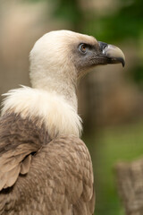 Gänsegeier, Gyps fulvus