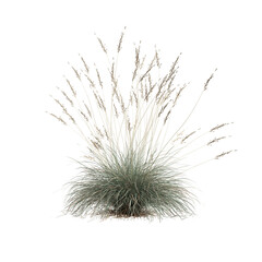3d illustration of helictotrichon sempervirens grass isolated on white background