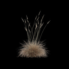3d illustration of helictotrichon sempervirens grass isolated on black background